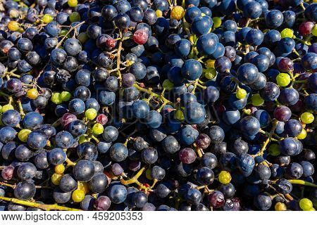 Background Of Freshly Picked Grapes. Bunch Of Picked Blue Grapes. Grape Background With Place For Te