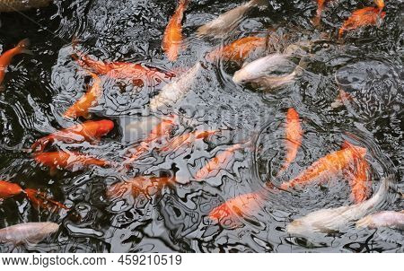 Koi Karp In A Pond, Busy During Feeding Time, Many Fish