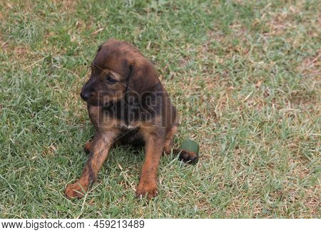 Portrait Of Adorable Puppy Dog Of Segugio Maremmano Sitting In The Meadow