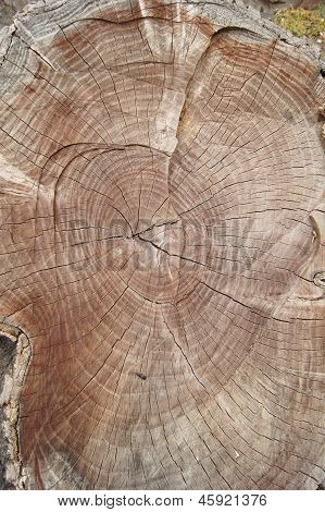 Wood Background