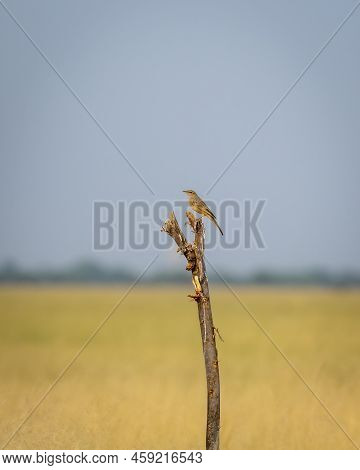 Long Billed Or Brown Rock Pipit Or Anthus Similis Bird Perched During Winter Migration At Tal Chhapa