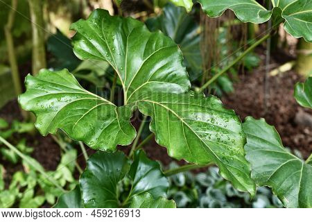 Large Wavy Leaf With Ruffled Edges Of Exotic Plant With Botanic Name 'anthurium Brownii' Plant