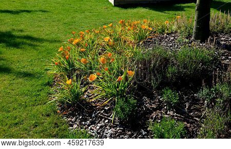 Most Daylilies Have Flower Stalks 60-90 Cm High, Some Up To 1.8 M. The Flowers Are Tubular, Open In 