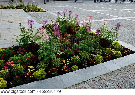 Commonly Known As Spider Flower, Spider Plant, Pink Queen, Or Grandfather\'s Whiskers, Is A Species 