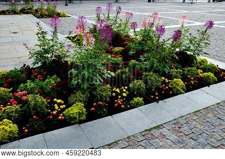 Commonly Known As Spider Flower, Spider Plant, Pink Queen, Or Grandfather\'s Whiskers, Is A Species 