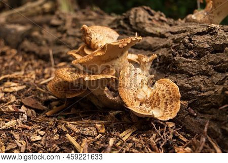 Pheasants Back Fungus Growing On A Fallen Tree Branch In A Woodland