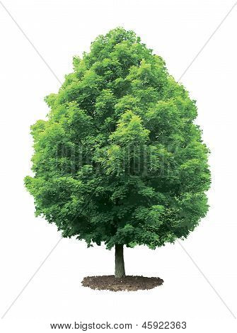 Maple tree.