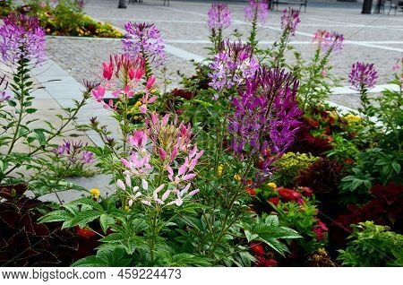 Commonly Known As Spider Flower, Spider Plant, Pink Queen, Or Grandfather\'s Whiskers, Is A Species 