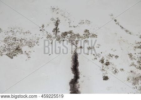 Infiltration Of Water, Mold And Cracks In The Wall And White Roof Of The House