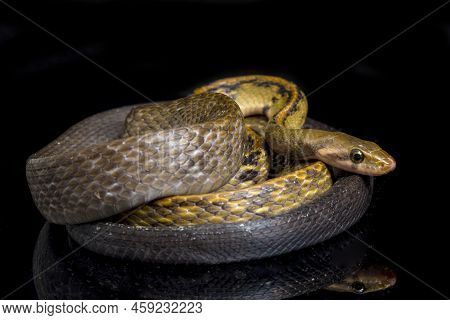 Coelognathus Flavolineatus, The Black Copper Rat Snake Or Yellow Striped Snake, Isolated On Black Ba