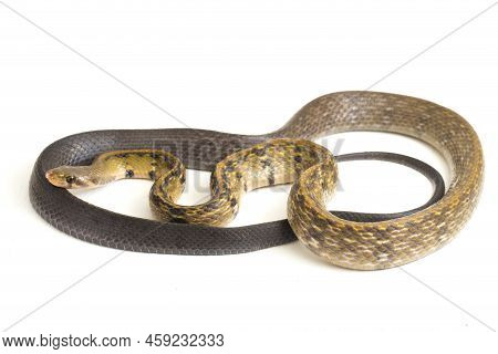 Coelognathus Flavolineatus, The Black Copper Rat Snake Or Yellow Striped Snake,. Isolated On White B