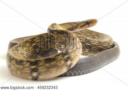 Coelognathus Flavolineatus, The Black Copper Rat Snake Or Yellow Striped Snake,. Isolated On White B