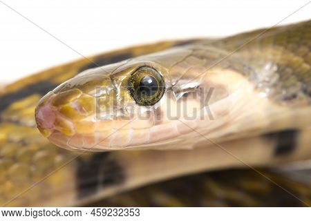 Coelognathus Flavolineatus, The Black Copper Rat Snake Or Yellow Striped Snake,. Isolated On White B