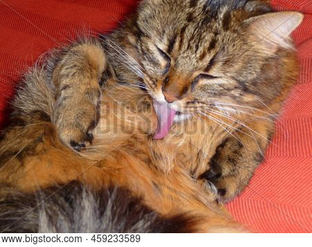 A Tiger Cat Is Licking Ist Coat.
