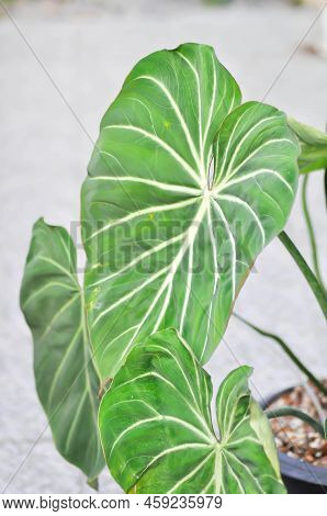 Philodendron Gloriosum, Araceae
Or Philodendron
Or P Gloriosum Plant