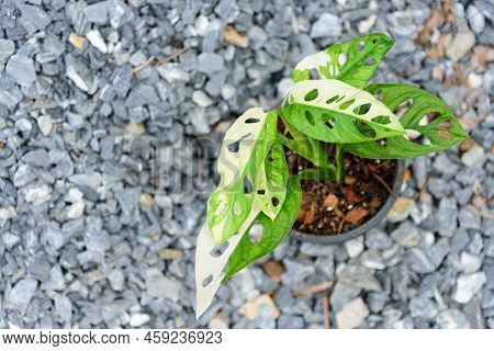 Closeup To Monstera Adansonii Albo  Variegated Giant In The Pot
