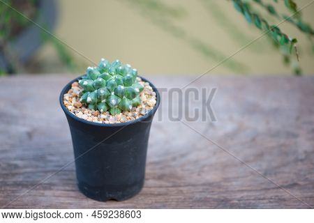 Mammillaria Bucareliensis Cv. Erusamu In Black Flower Pot