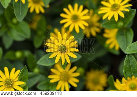Yellow Melampodium Flowers Growing Natural In Nature.