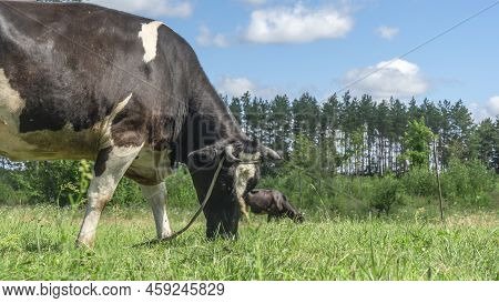 Open Farm With Dairy Cattle On The Field In Countryside Farm. Single Cow Grazzing On A Pasture On Bl