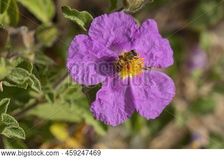 A Honey Bee Feeding Off The Yellow Stamens Of A Pink Rock Rose.