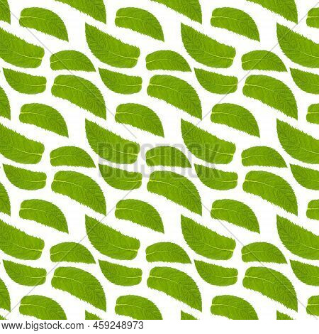 Seamless Pattern With Mint Leaves On White.