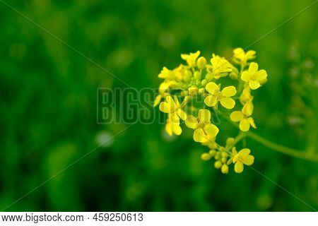 Flowering White Mustard Sinapis Alba On Blurred Green Background, Close-up. Farm Bio Organic Farming