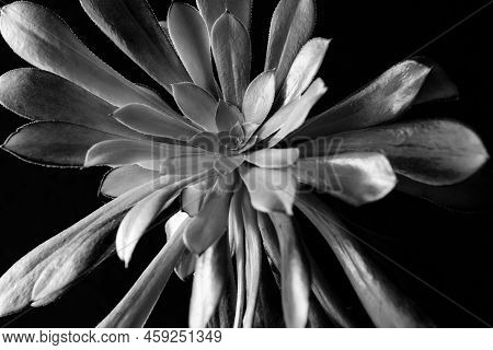 A Single Aeonium Arboreum, Close-up. Beautiful Ornamental Succulent Plant With Long Leaves. Large Ae