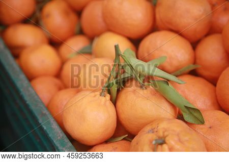 Tangerine Fruit