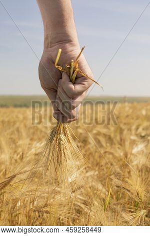 Farmer Rejoicing In A Bountiful Harvest Of Wheat, A Bunch Of Spikelets Of Wheat In His Hand, Vertica