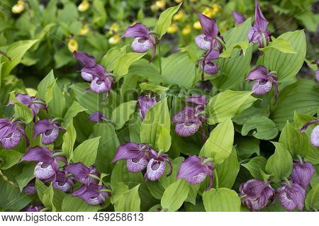 Cypripedium Orchidaceae Blossom Amazing Slipper Flower. Cypripedium Blooming In Nature Horizontal Ph