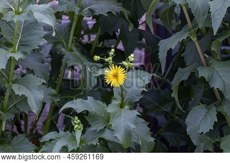 The Cup Plant (silphium Perfoliatum). Native To Eastern And Central North America. Cupplant Is One O