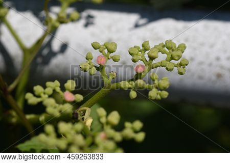 Bush Killer Flowers. Vitaceae Perennia Vine Weeds. Blooms From June To August. A Weed That Grows On 