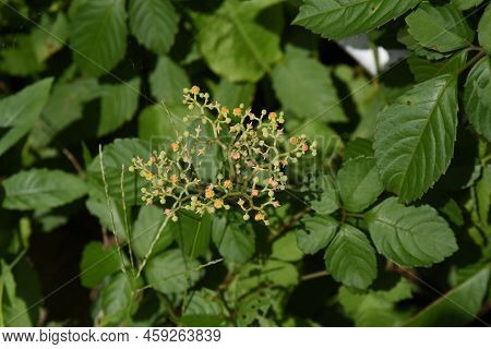 Bush Killer Flowers. Vitaceae Perennia Vine Weeds. Blooms From June To August. A Weed That Grows On 