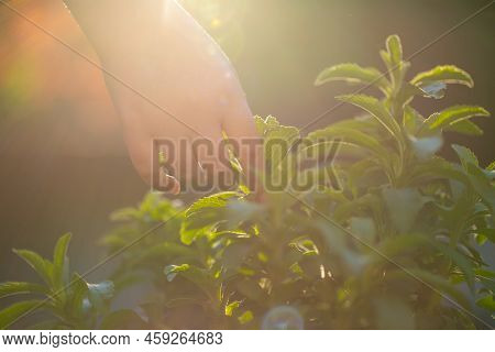 Stevia Rebaudiana On Blurred Green Garden Background.hand Plucks Stevia In The Rays Of The Bright Su