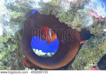Tomato Clownfish In Aquarium Close Up D