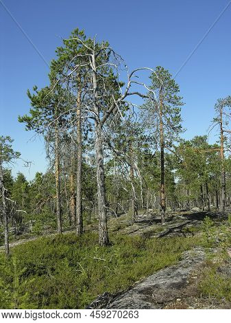 Northern Forest - Pines Growing On Granite Rocks. Bank Of The River Keret, Karelia, Russia. Sunny Da