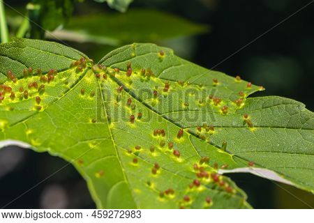 Acer Opalus Subsp Granatensis Parasitized Leaf With Gills Of Intense Red Color From Aceria Cf Macror