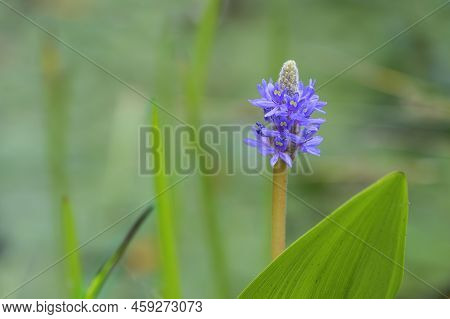 Purple Blue Inflorescence Of Pickerelweed (pontederia Cordata), Aquatic Plant, Grows In A Variety Of