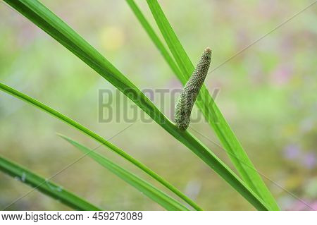 Inflorescence Of Sweet Flag (acorus Calamus), Tall Wetland Plant, Used As Decorative Pond Vegetation