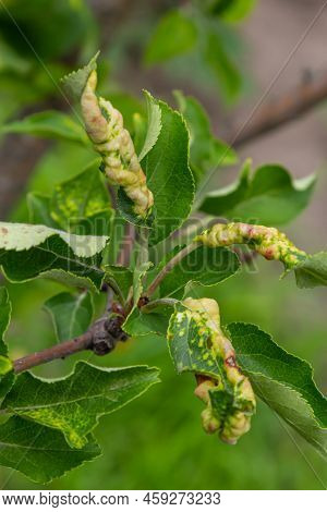 Rosy Leaf-curling Apple Aphids, Dysaphis Devecta, Apple Tree Pest. Detail Of Affected Leaf.