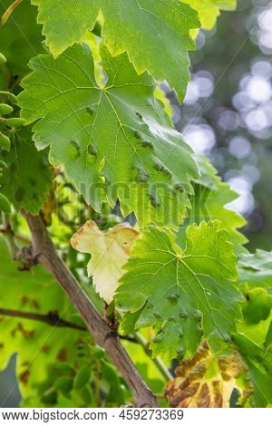Grapevine Leaves With Erinosis, A Disease Of The Mite Colomerus Vitis