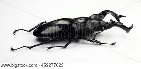 Beetle Isolated On White. Giant Black Stag Beetle Hexarthrius Buqueti Macro. Collection Beetle, Luca