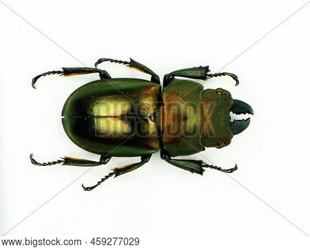 Beetle Isolated On White. Giant Black Stag Beetle Odontolabis Kazuhisai Macro. Collection Beetle, Lu