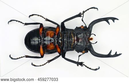 Beetle Isolated On White. Giant Stag Beetle Odontolabis Lacordairei Upside Macro Close Up. Collectio