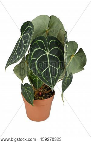 Potted Tropical Houseplant With Botanic Name 'anthurium Clarinervium' On White Background