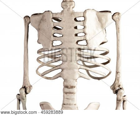 Human Skeleton Chest Bones Isolated On White Background. Back View. Rib Cage, Spine, Scapula. Skelet