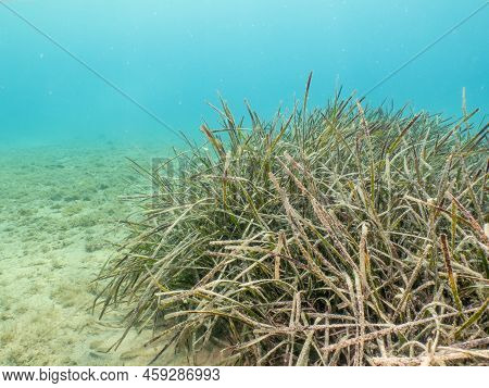 Seagrass At A Sandy Beach. Mediterranean Holiday Photo. Turquoise Blue Water In The Background