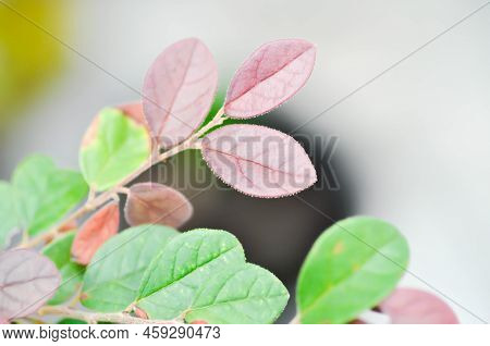 Chinese Fringe Flower, Loropetalum Chinense Or Loropetalum And Rain Drop On The Leaf Or Red Leaf And