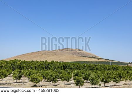 Orange Plantation In California With Green Trees
