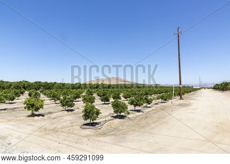 Orange Plantation Fields In California Near Woodland